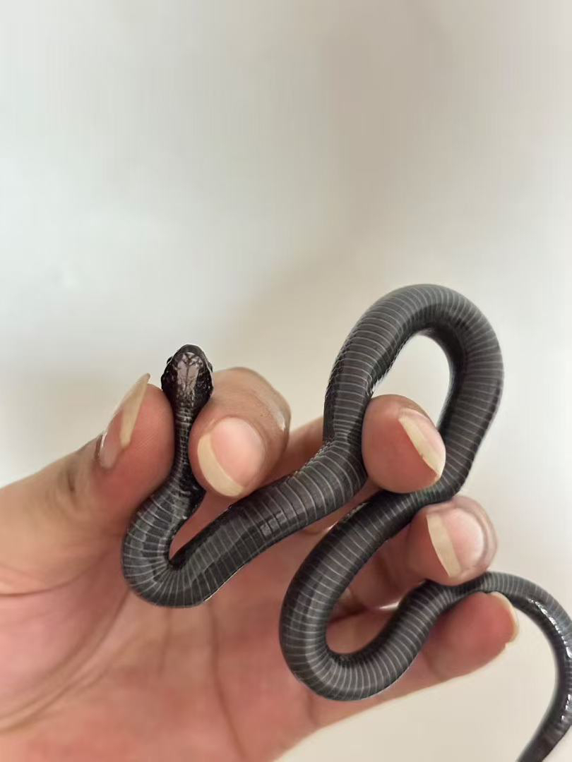 精品黑王蛇苗子包邮包活包风险好养适合新手稳冻，蛇不能也不需要打疫苗