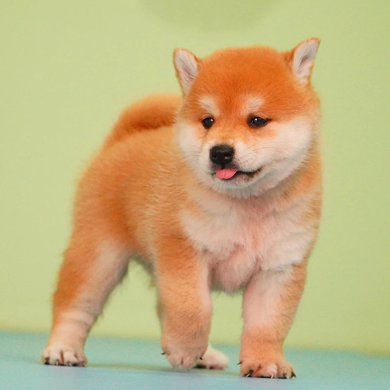 双血统柴犬宝宝