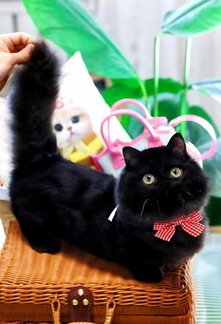 纯黑矮脚拿破仑猫咪