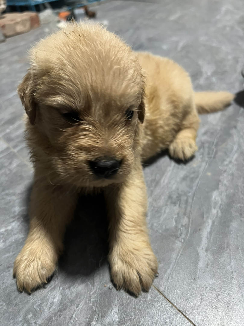 金毛幼犬来袭，毛软可爱，温顺乖巧萌翻你