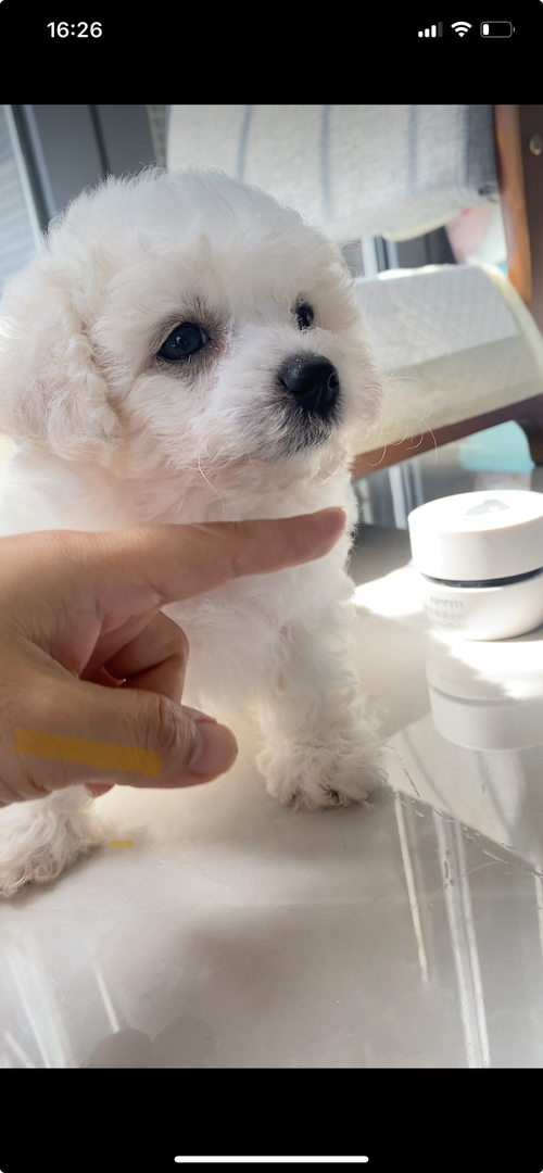 可爱比熊犬，圆眼卷毛超萌，性格温顺，是贴心小伴侣