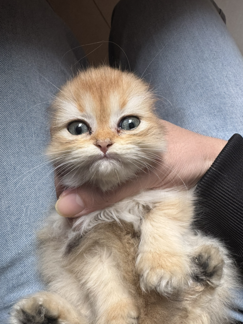 金渐层长毛小胖金妹妹两个月大