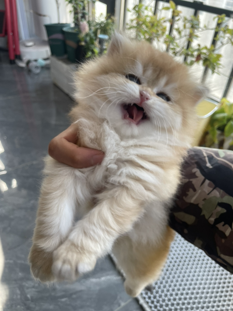 自家养的 性格很好，会用猫砂，猫粮也吃了