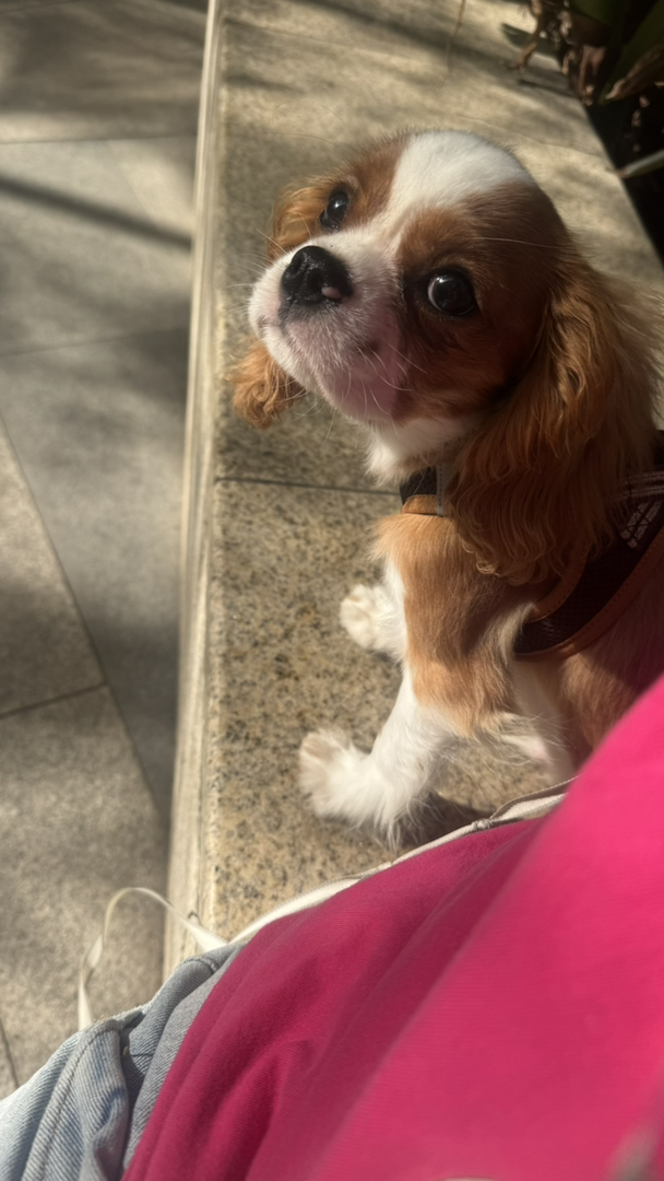 查理士王小猎犬,颜值爆表,性格乖巧,萌宠首选