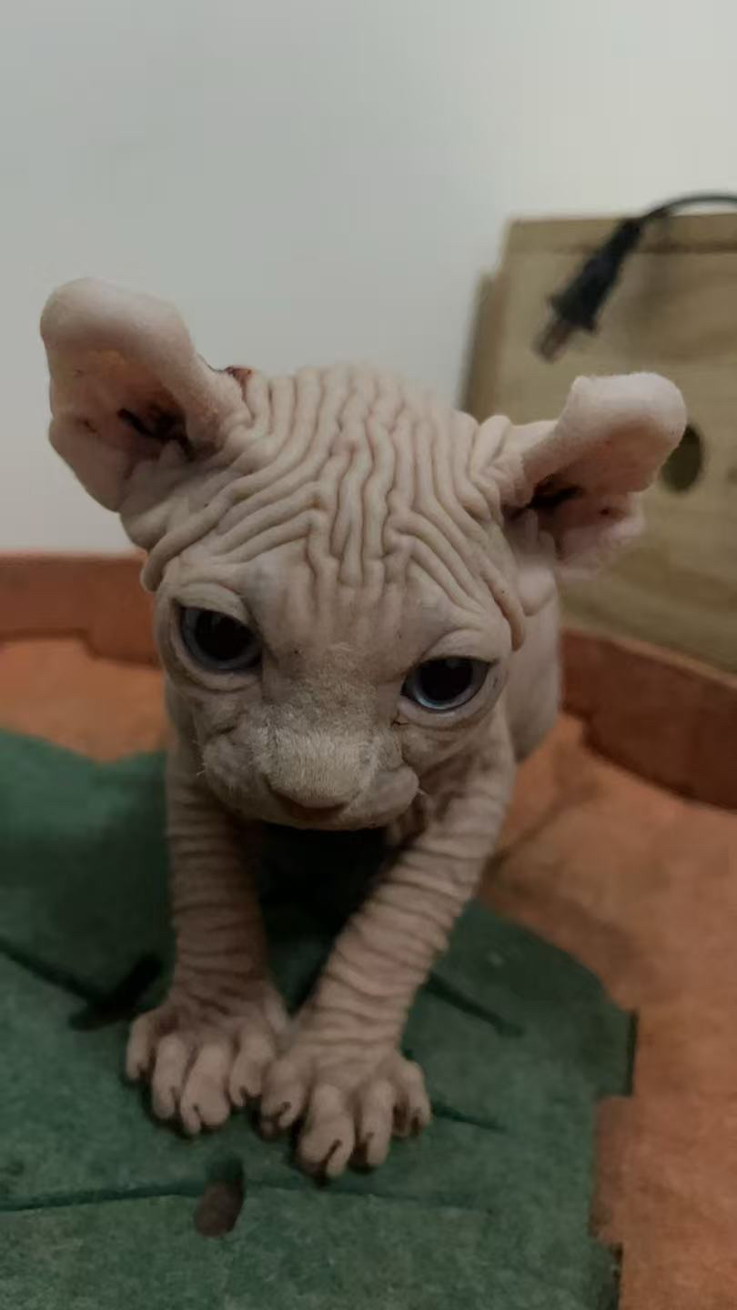 最后两只斯芬克斯无毛猫  便宜处理了  可以小刀