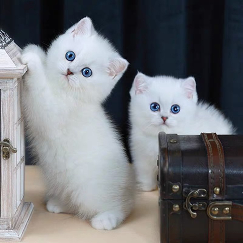 英国短毛猫,蓝眼白毛颜值高,可爱乖巧好伴侣