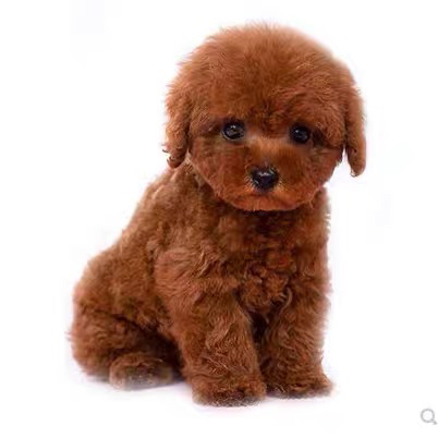 萌系泰迪犬，毛卷似泰迪熊，小巧可爱超迷人