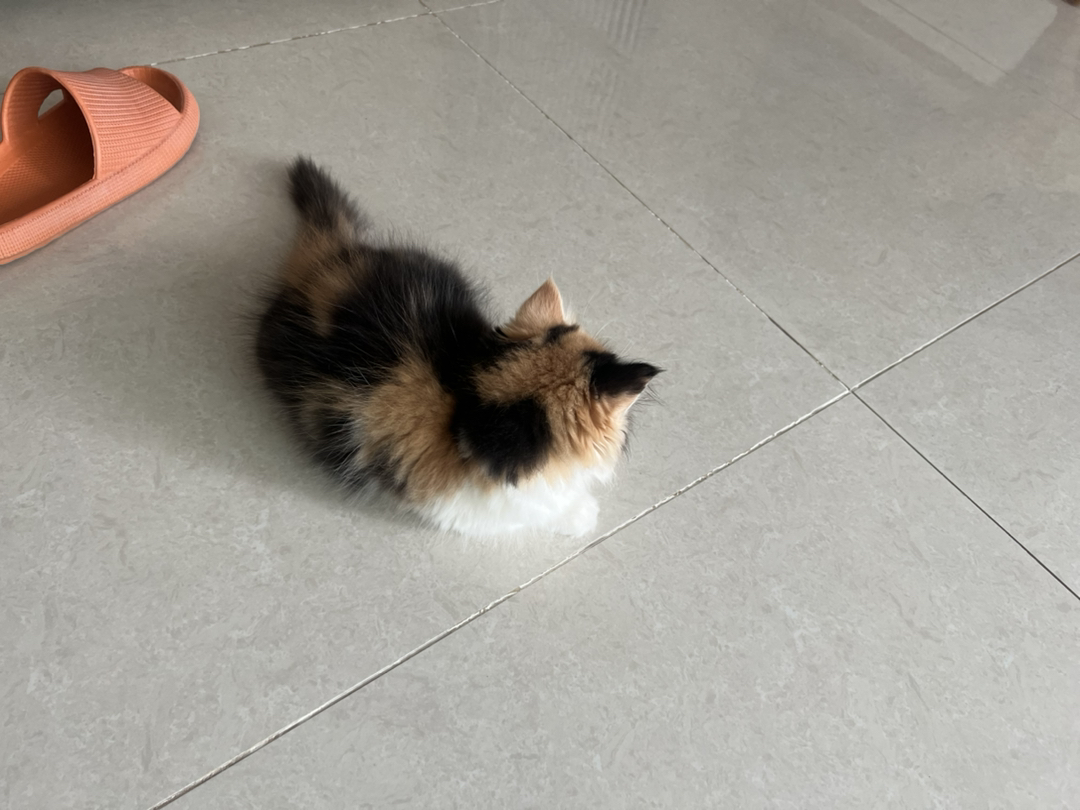 可爱三花猫，颜值超高，性格温顺，给你满满治愈感