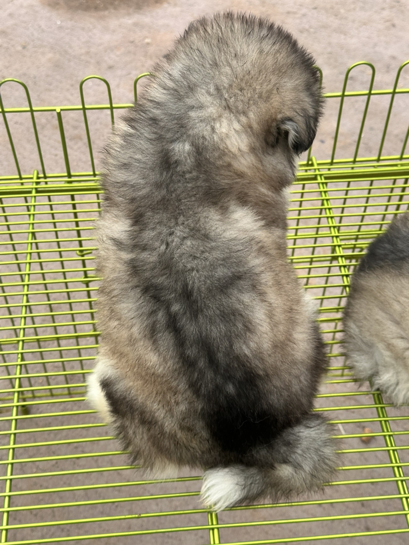 阿拉斯加幼犬，毛厚蓬松，吐舌卖萌超可爱