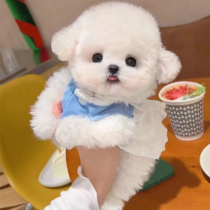 韩版比熊❤️疫苗齐全❤️