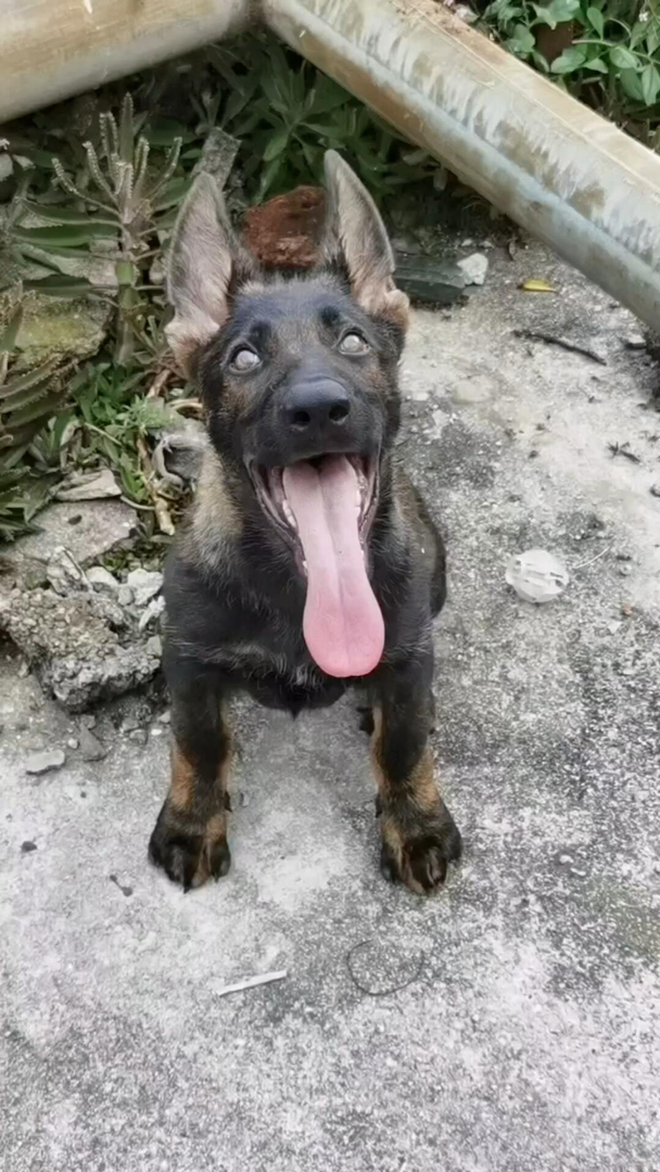 德国牧羊犬幼犬，东德牧羊犬，英姿飒爽，忠诚聪明，理想守护伙伴