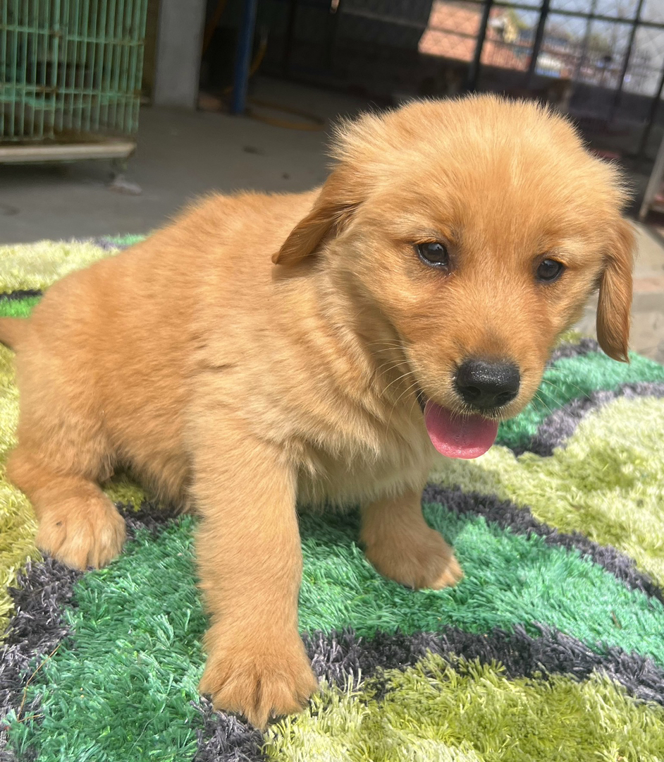 金毛幼犬,运费自理。