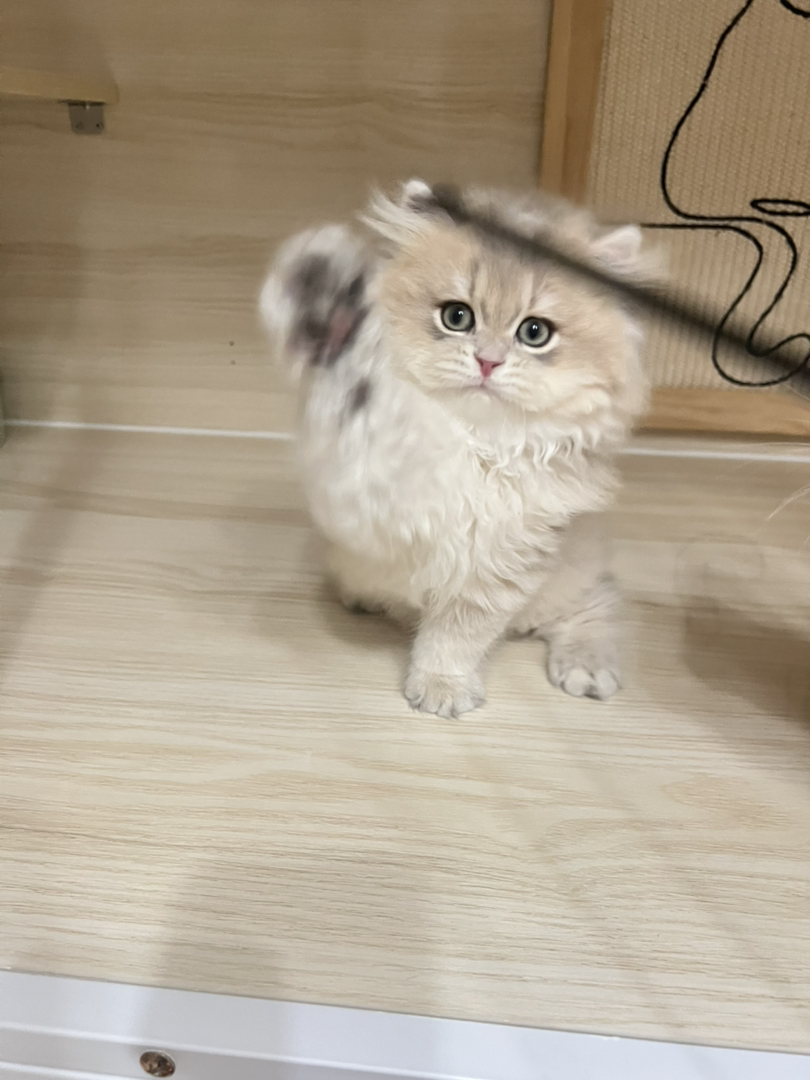 蓝金渐层长毛弟弟蹲新🏠