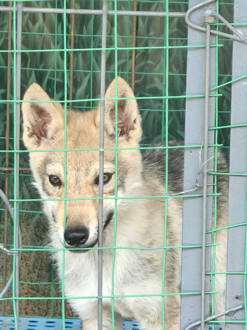 冠军子代 捷克狼犬