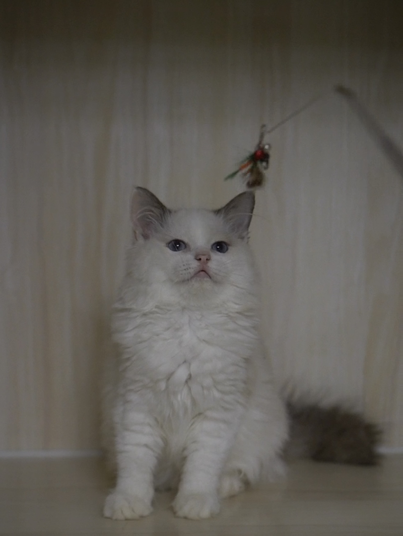 布偶猫，颜值超高的仙女猫，毛发柔软，性格温顺乖巧
