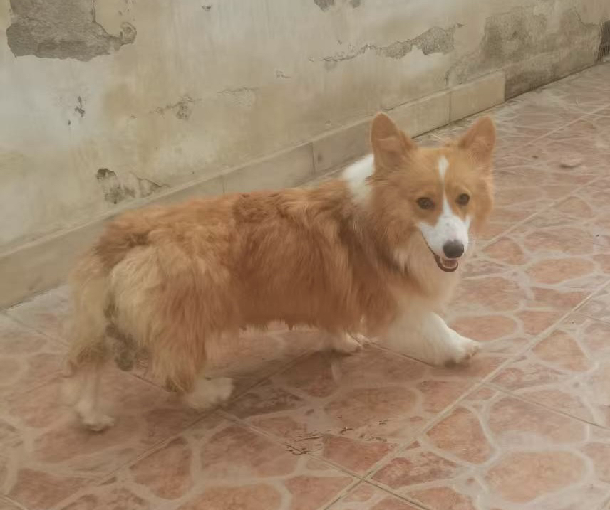 可爱柯基犬，都是成年母狗，能生会带，忠诚陪伴好伙伴