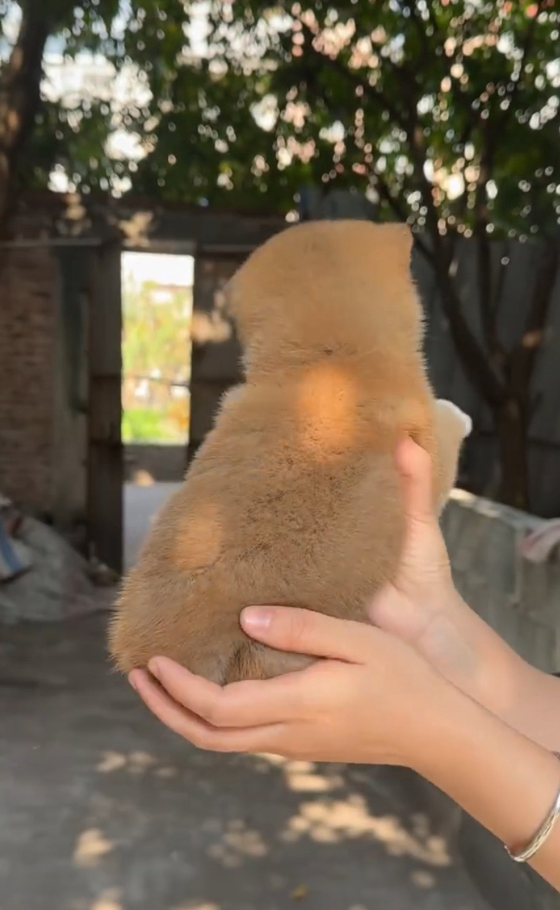 可爱柴犬幼犬,颜值爆表,性格乖巧,萌宠首选