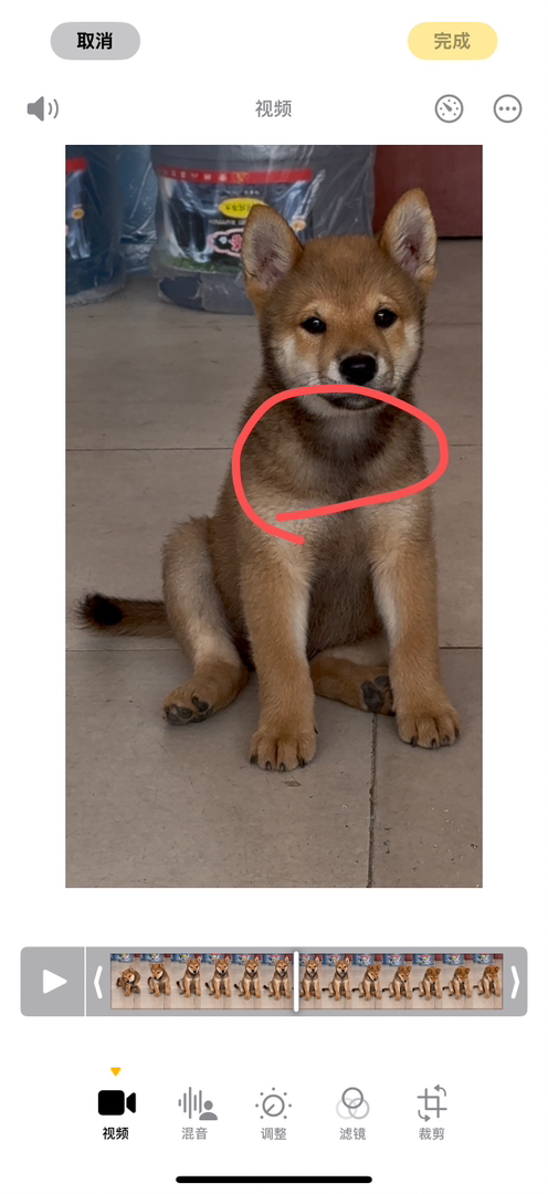 【稀有胡麻色柴犬弟弟待领～双血统基因好，健康有保障！】