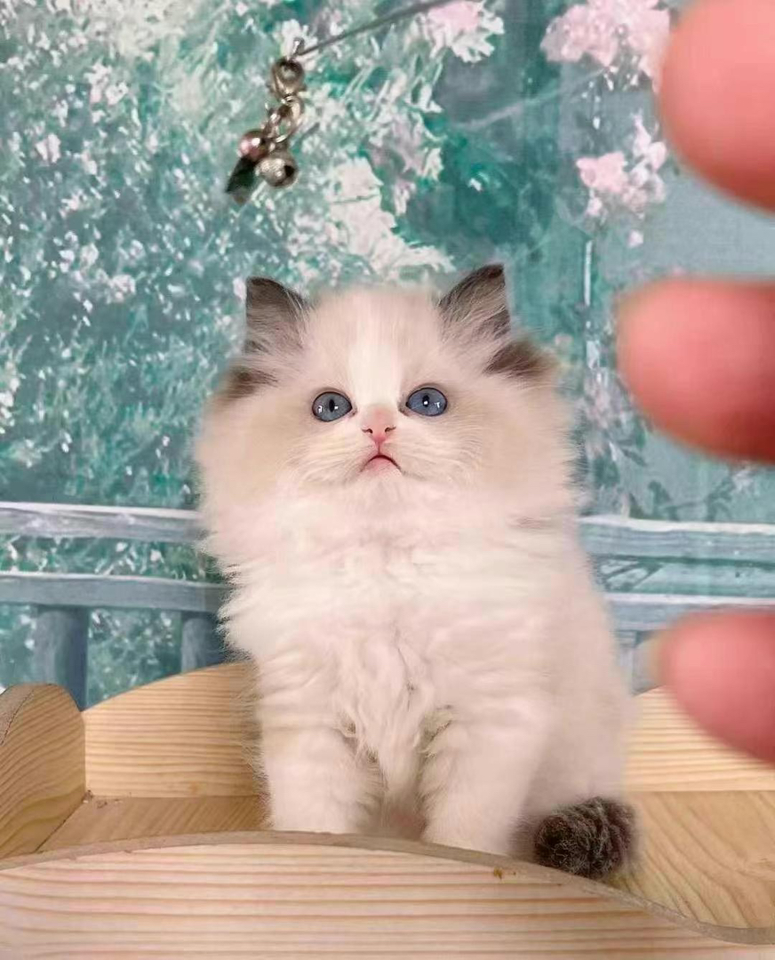海双布偶 布偶猫幼崽,颜值超高,性格温柔,陪伴你的暖心萌宠