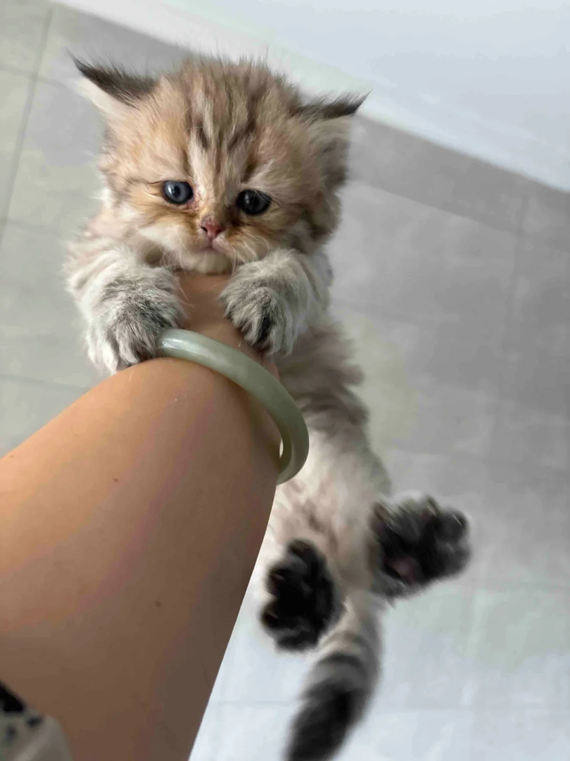 金渐层弟弟，金虎斑弟弟，包子脸