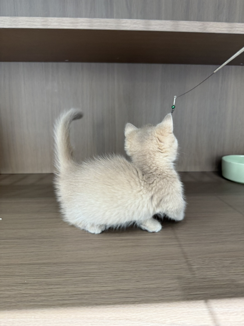 紫金曼基康矮脚猫