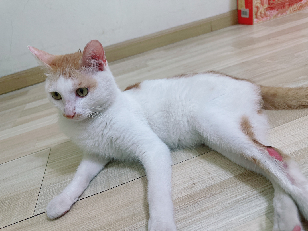 免费赠送小猫咪。价格只是平台规定写的。寻找积善之家收留踉跄走路的猫咪。