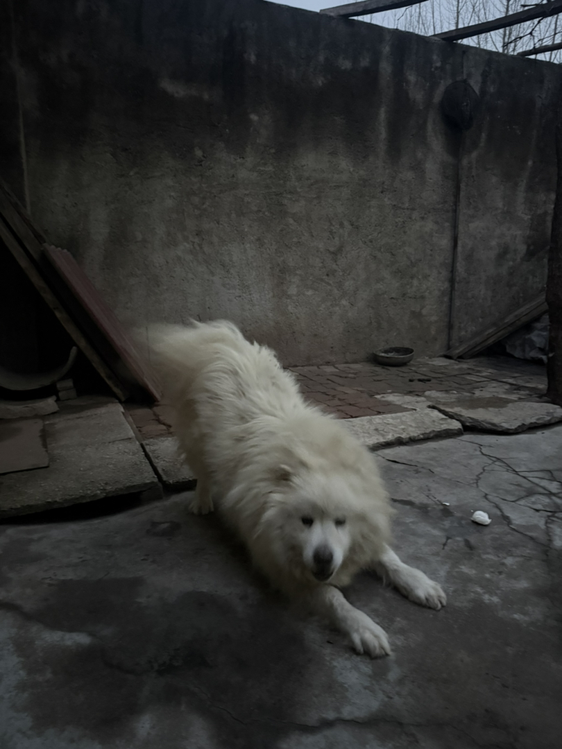 萨摩耶,一岁半,