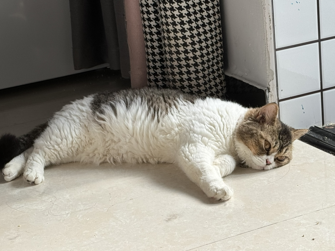 赛尔凯克卷毛猫短毛