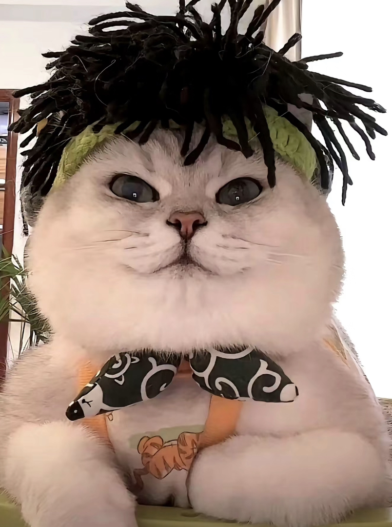 高端网红银渐层猫咪🌸网红款英短❤️平台推荐