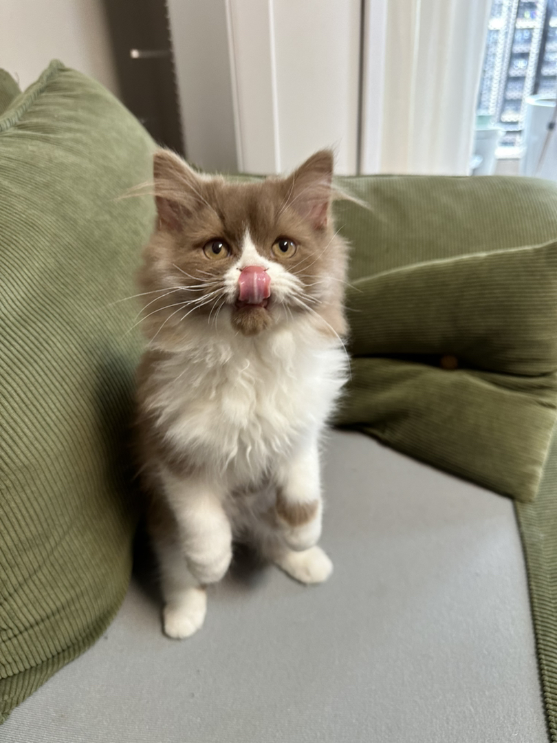 稀有色 肉桂加白