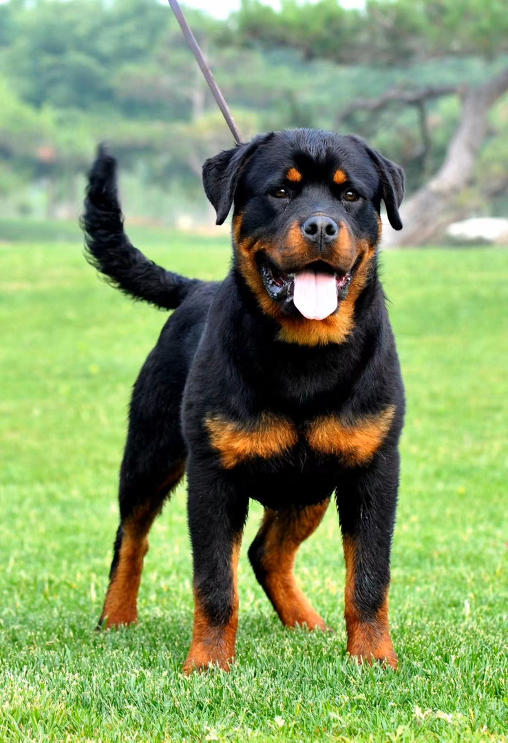 双血统罗威纳❤️带证书芯片