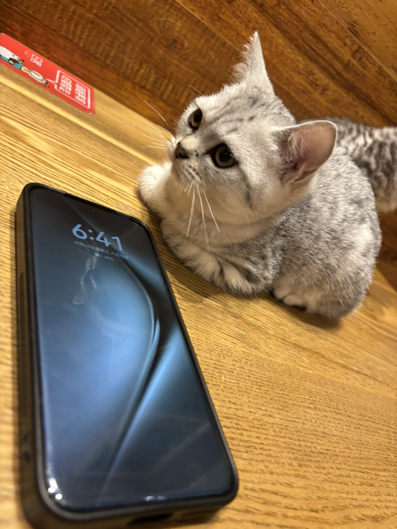 肥美小猫找新家