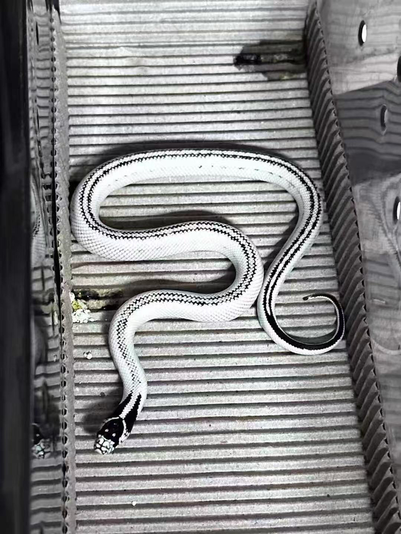 完美高白双直线王蛇苗子14g开食冻鼠包邮包活包风险