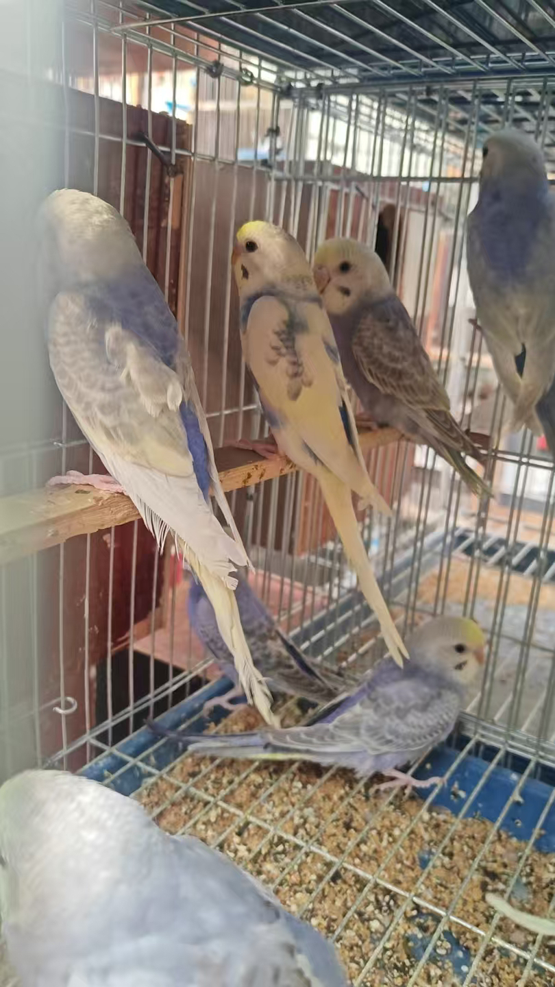 小金彩虎皮鹦鹉颜色可选包邮包活包风险好养适合新手