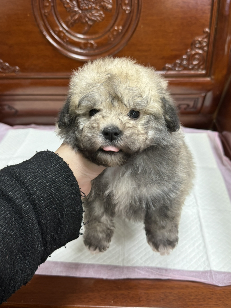 稀有色貂色落地灰泰迪弟弟一枚
