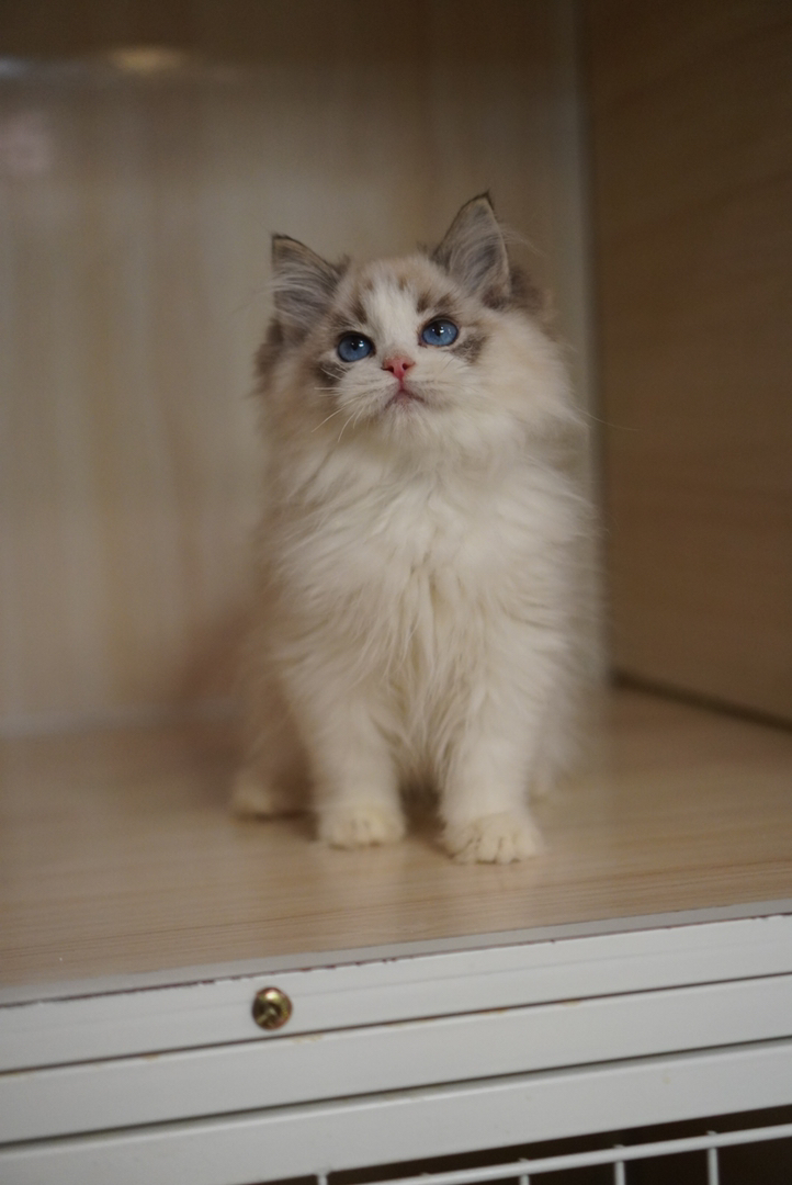 海山布偶弟弟 五粉无暇