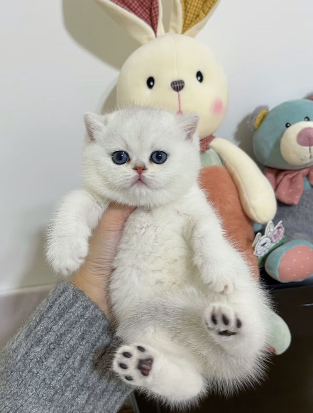 精品银渐层猫咪488起步