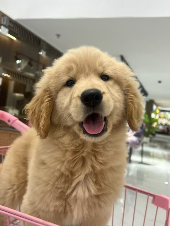 大骨架金毛弟弟大型犬