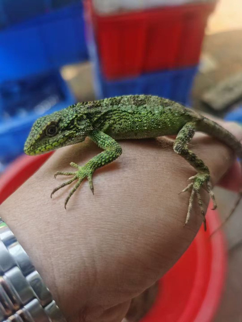 贡山龙蜥包邮包活包风险好养适合新手