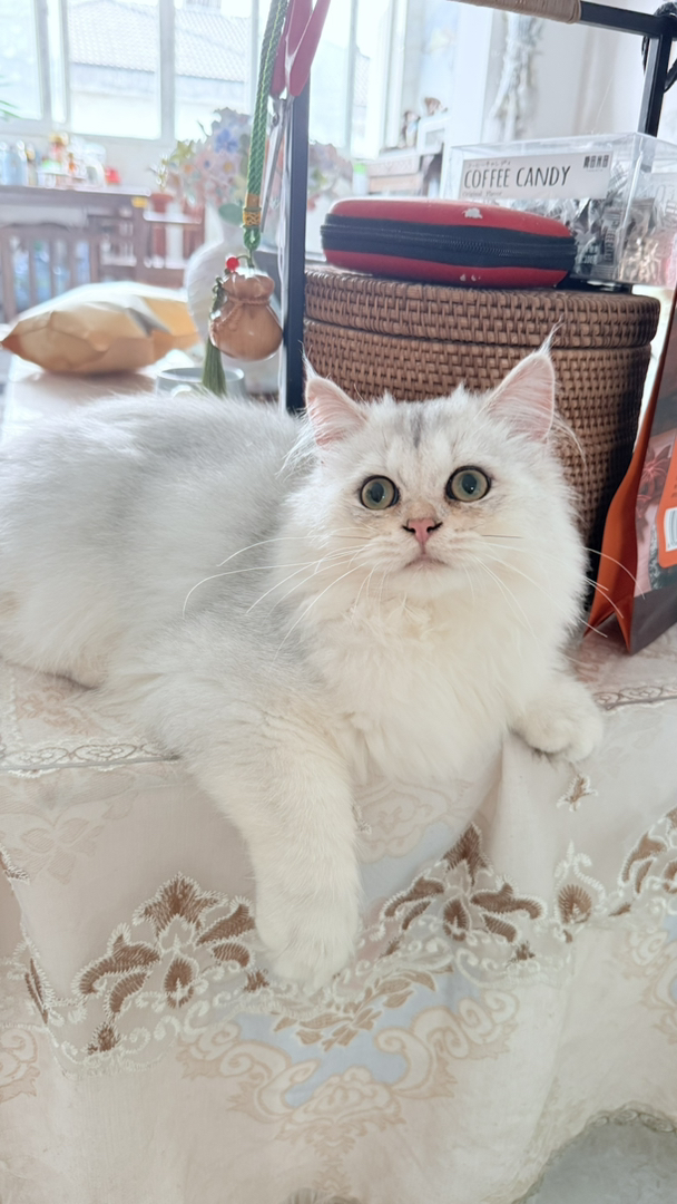 长毛银渐层，小耳朵，大嘴套，大爆毛长相特别好，好看的崽从小没有尴尬期