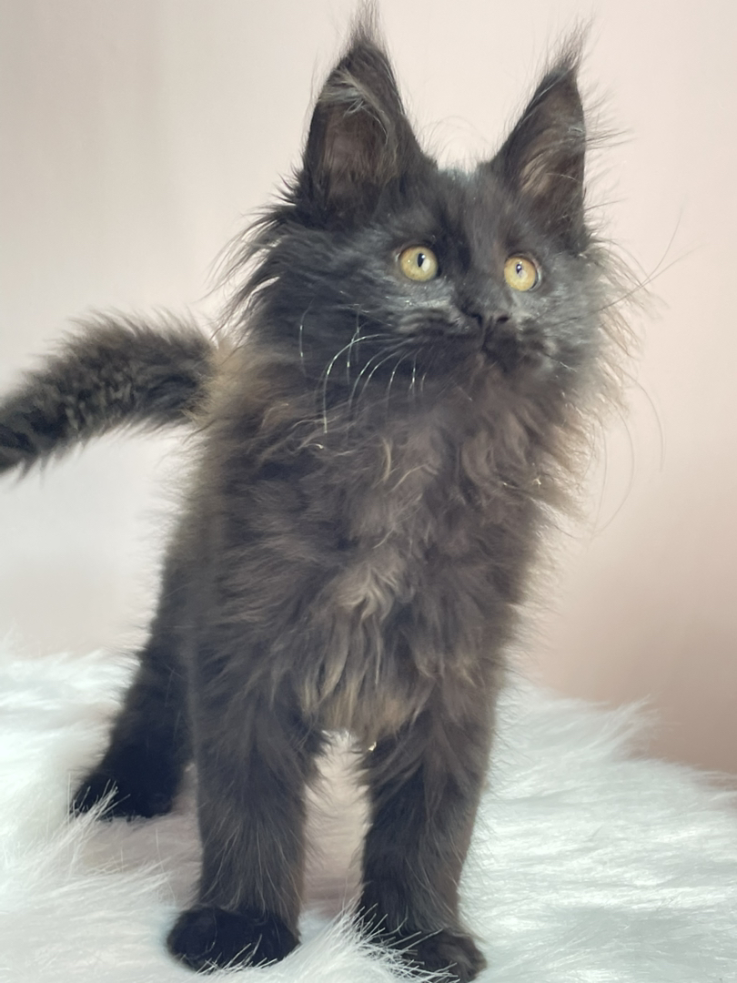 黑颜色缅因猫弟弟。