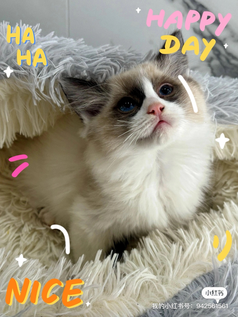 布偶猫