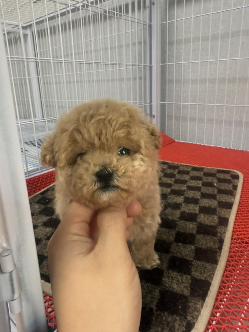 小体萌系泰迪熊