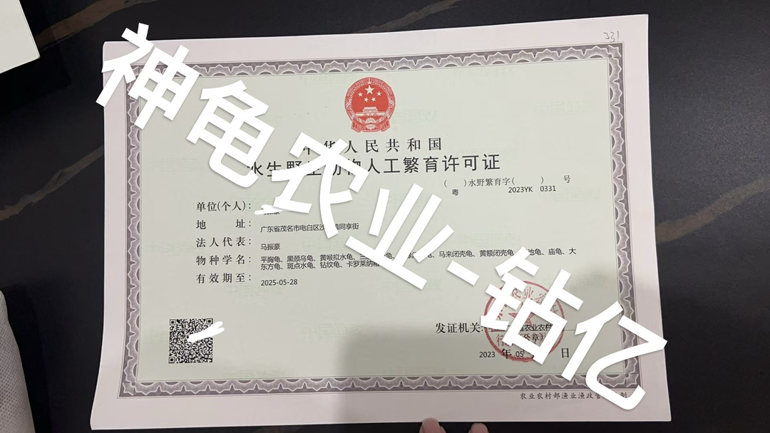 宠物龟：钻纹龟 奶花 金壳白皮