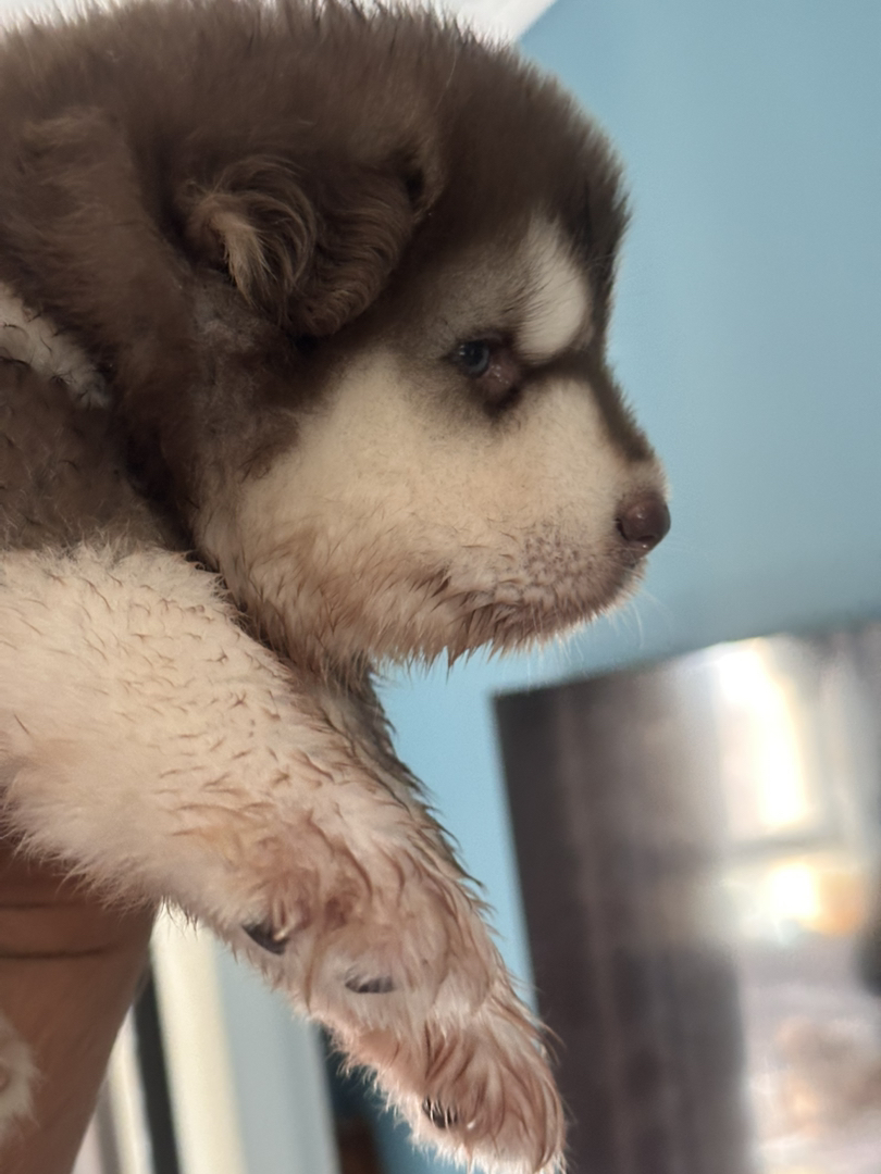 阿拉斯加幼犬，呆萌可爱，颜值高，温顺友好的大型宠物
