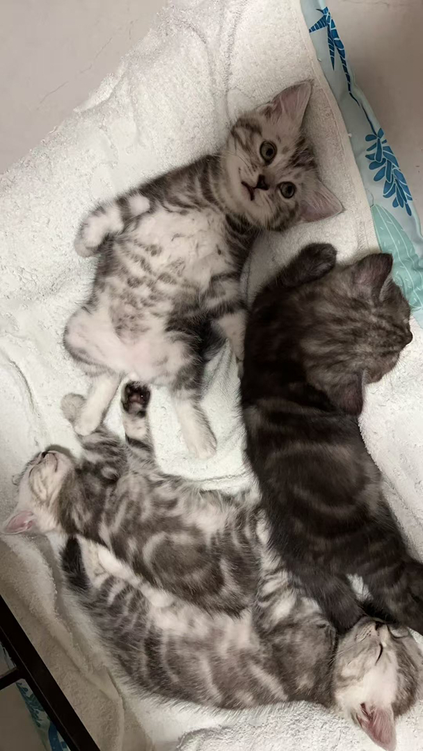 美短虎斑