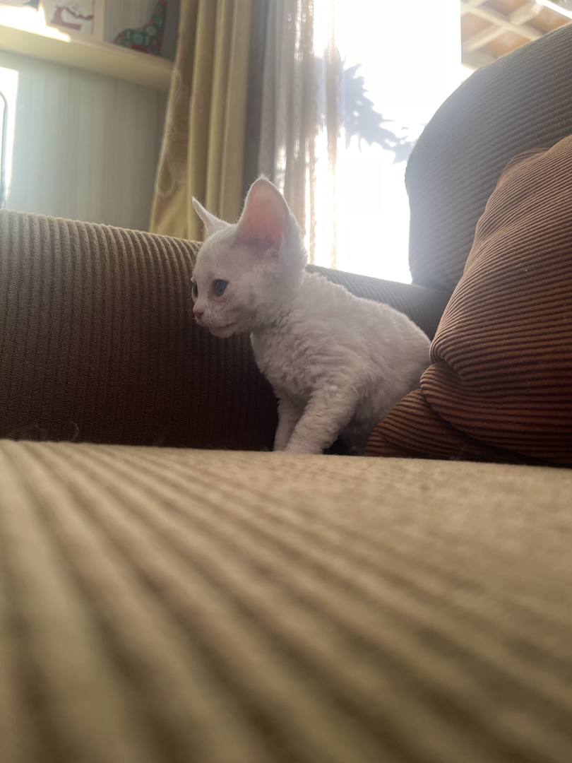 纯白异瞳德文猫