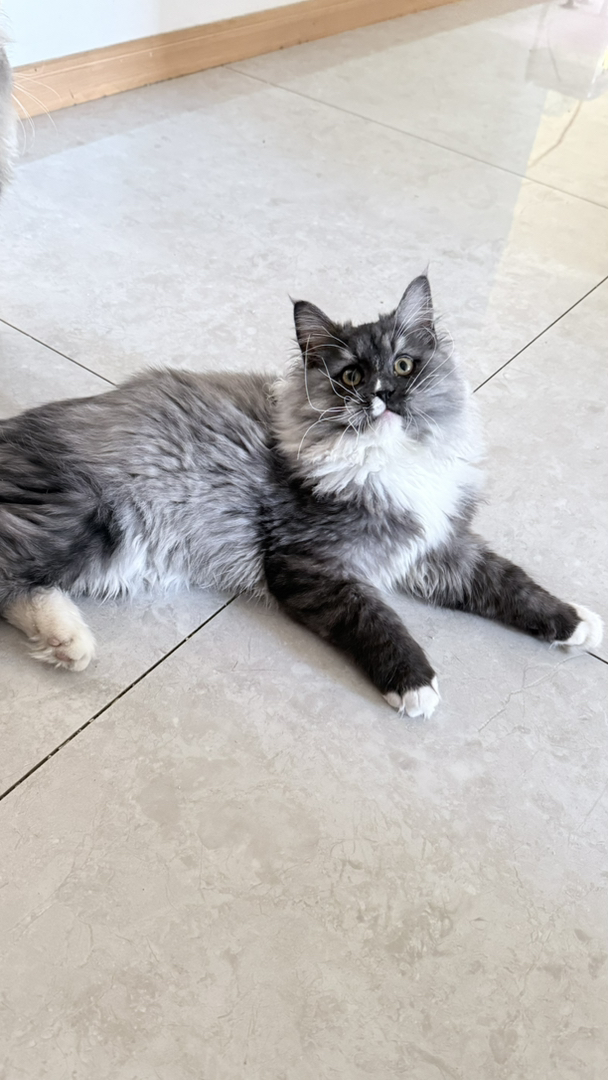 【超低价】英国长毛猫，有金虎斑、银灰，已完成免疫、驱虫