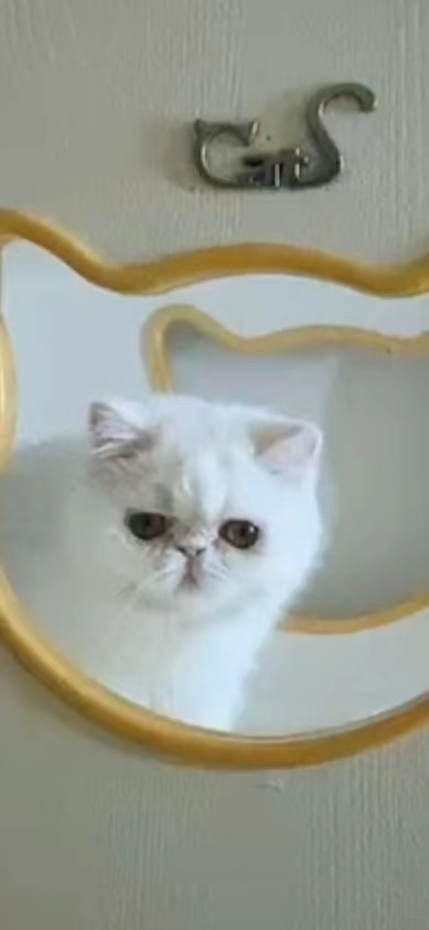 加菲猫