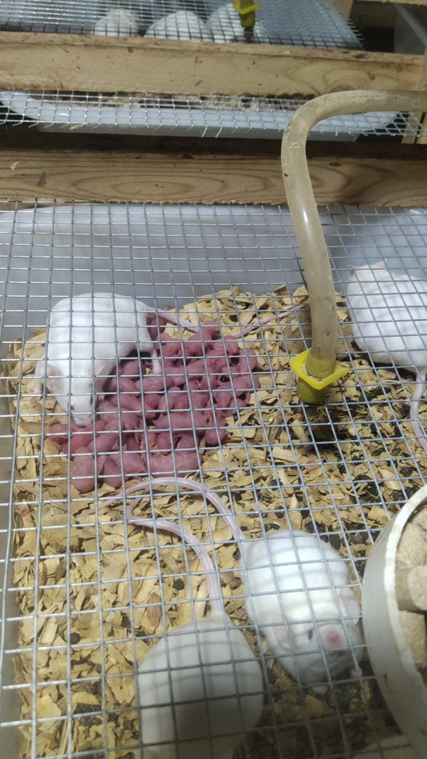 冷冻小白鼠乳鼠红皮粉皮爬宠饲料宠物蛇乌龟蜥蜴喂猫狗角蛙